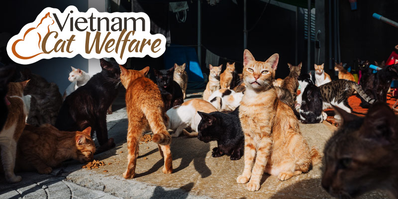 An orange cat in the company of numerous other cats.